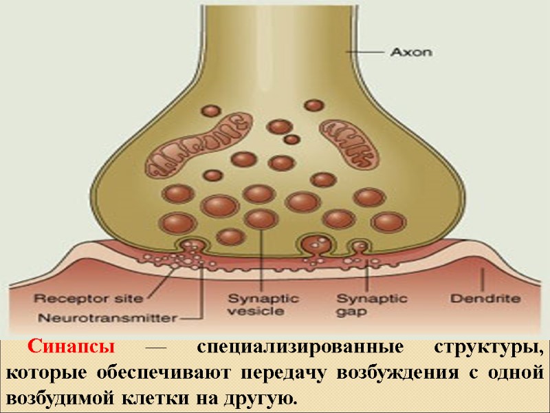 Синапсы — специализированные структуры, которые обеспечивают передачу возбуждения с одной возбудимой клетки на другую.